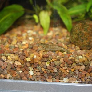 Caridina japonica (креветка Амано)