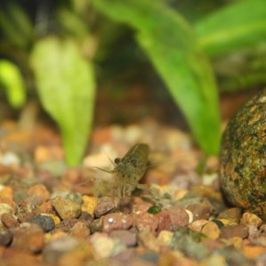 Caridina japonica (креветка Амано)