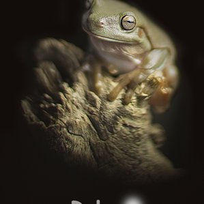 Litoria albolabris