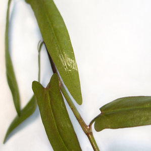 Persicaria sp. "Porto Velho"