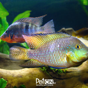 Geophagus_brasiliensis