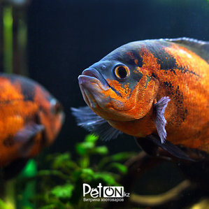 Astronotus ocellatus