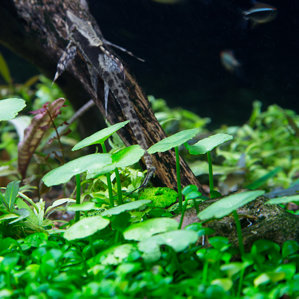 Hydrocotyle verticillata