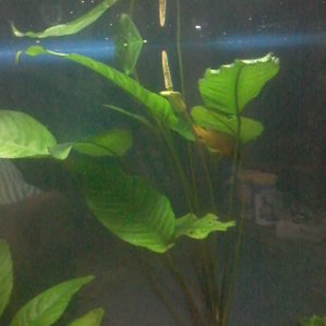 Анубиас гигантский (Anubias gigantea)