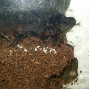 Brachypelma vagans7