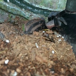 Brachypelma vagans6