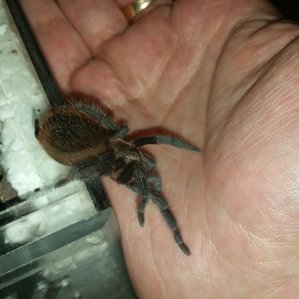 Brachypelma vagans5