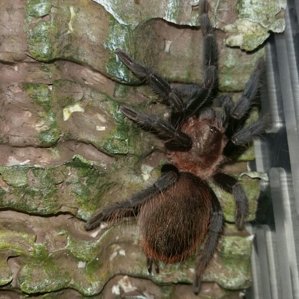 Brachypelma vagans4