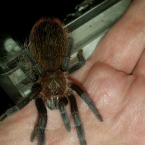 Brachypelma vagans3