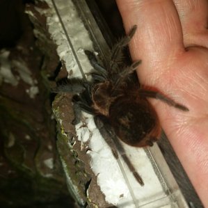 Brachypelma vagans2