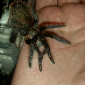 Brachypelma vagans1