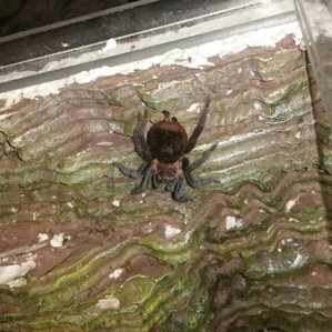 Brachypelma vagans