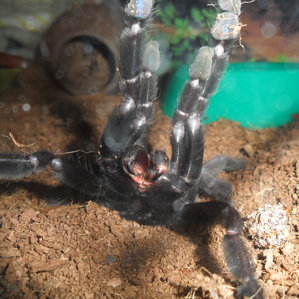 Lampropelma nigerrimum