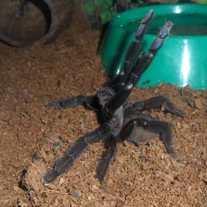 Lampropelma nigerrimum 2