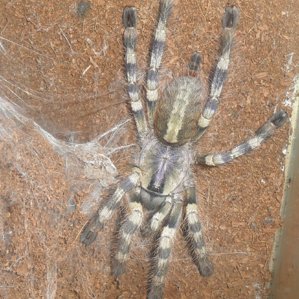 Poecilotheria formosa