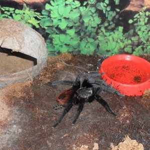 Brachypelma vagans