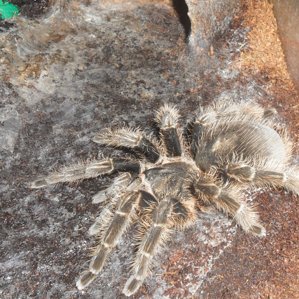 Brachypelma albopilosum