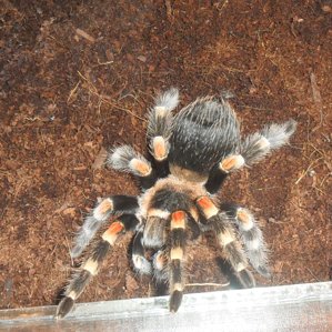 Brachypelma smithi