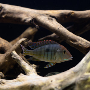 Geophagus