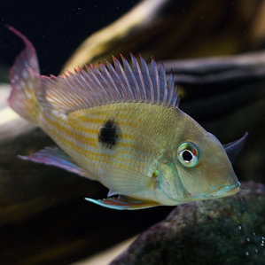 Geophagus_surinama