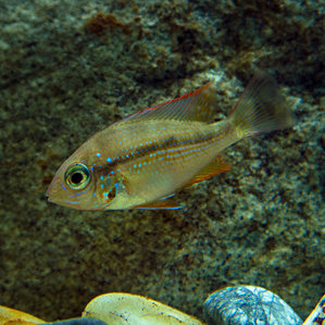 Малек Thorichthys ellioti