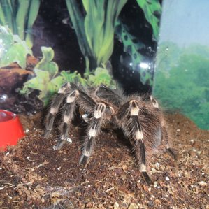 Acanthoscurria geniculata