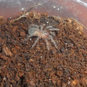 Brachypelma vagans