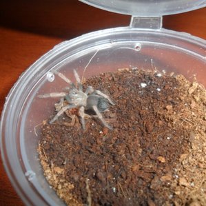 Brachypelma boehmei