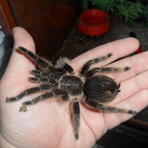 Brachypelma albopilosum