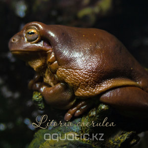 Litoria_caerulea.jpg