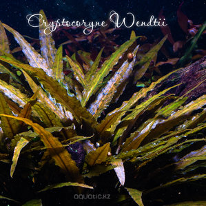 Cryptocoryne_Wendtii