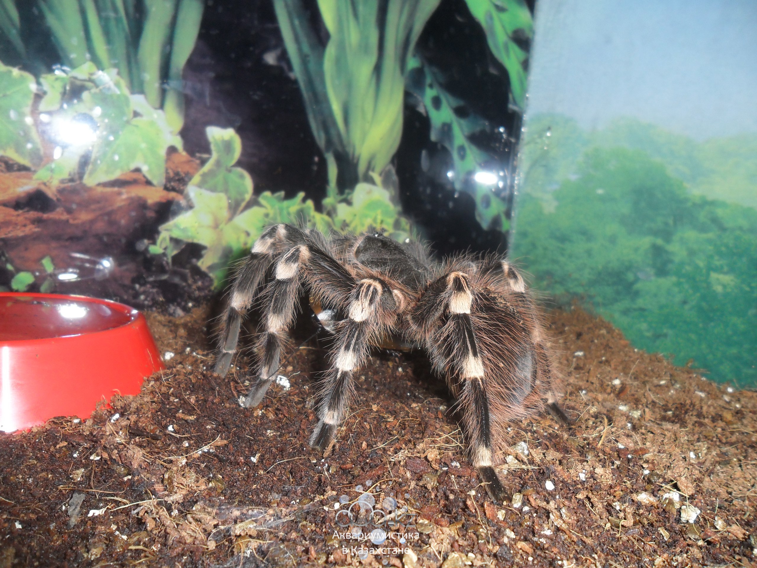 Acanthoscurria geniculata