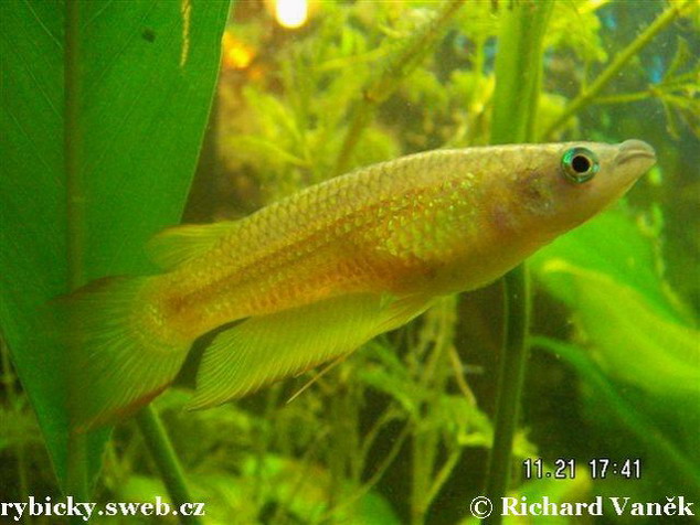 Apl lineatus gold..jpg