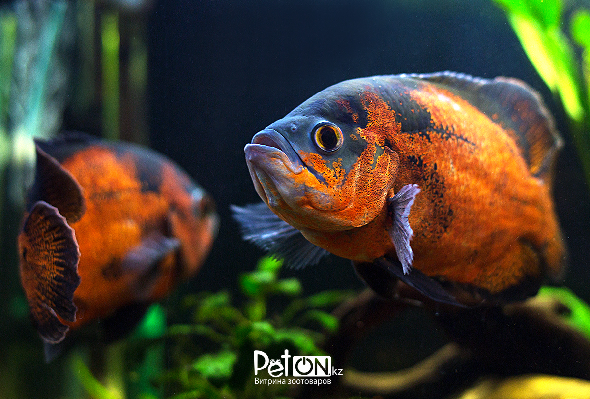 Astronotus ocellatus