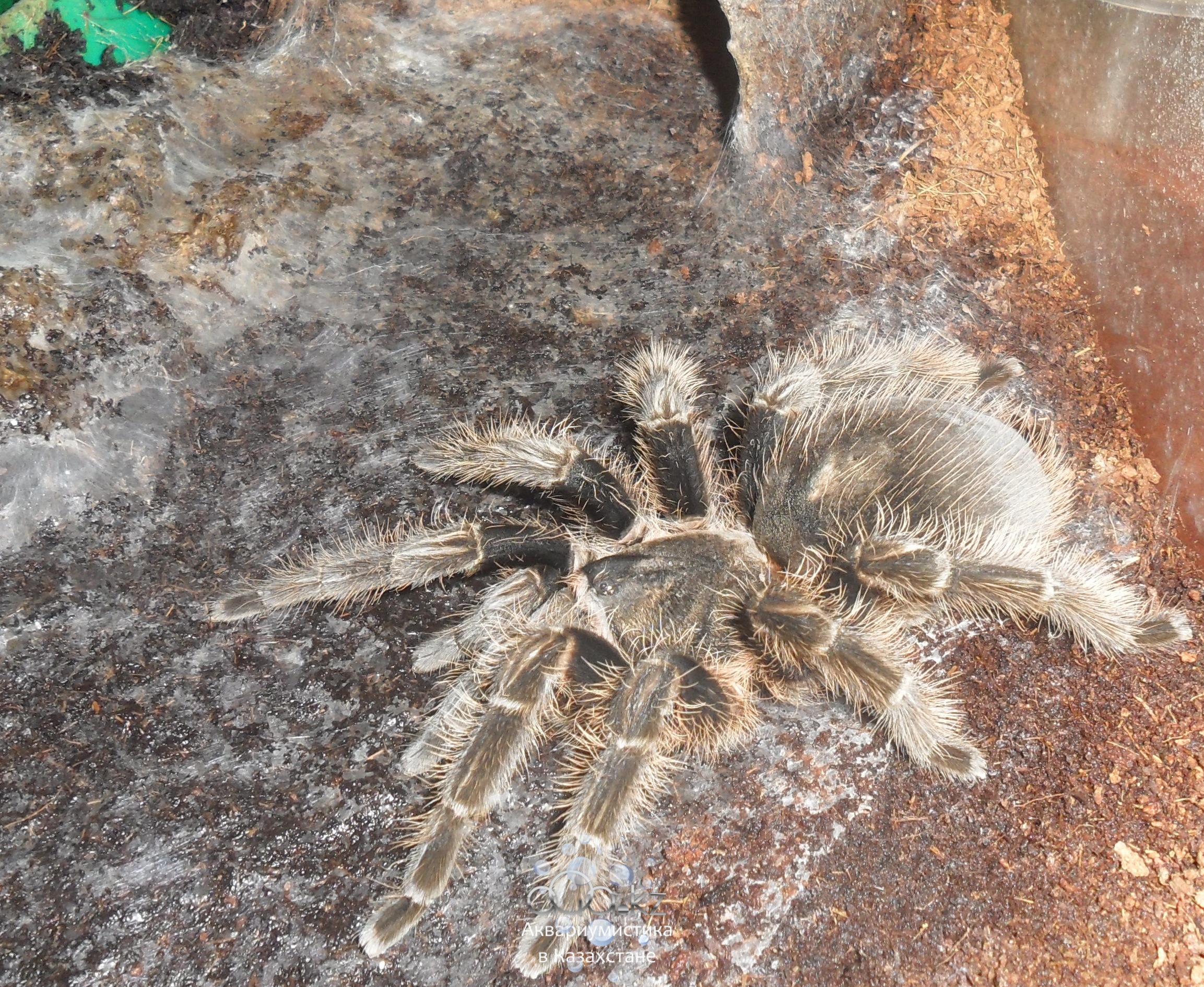 Brachypelma albopilosum