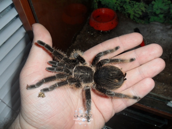 Brachypelma albopilosum