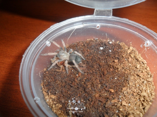 Brachypelma boehmei