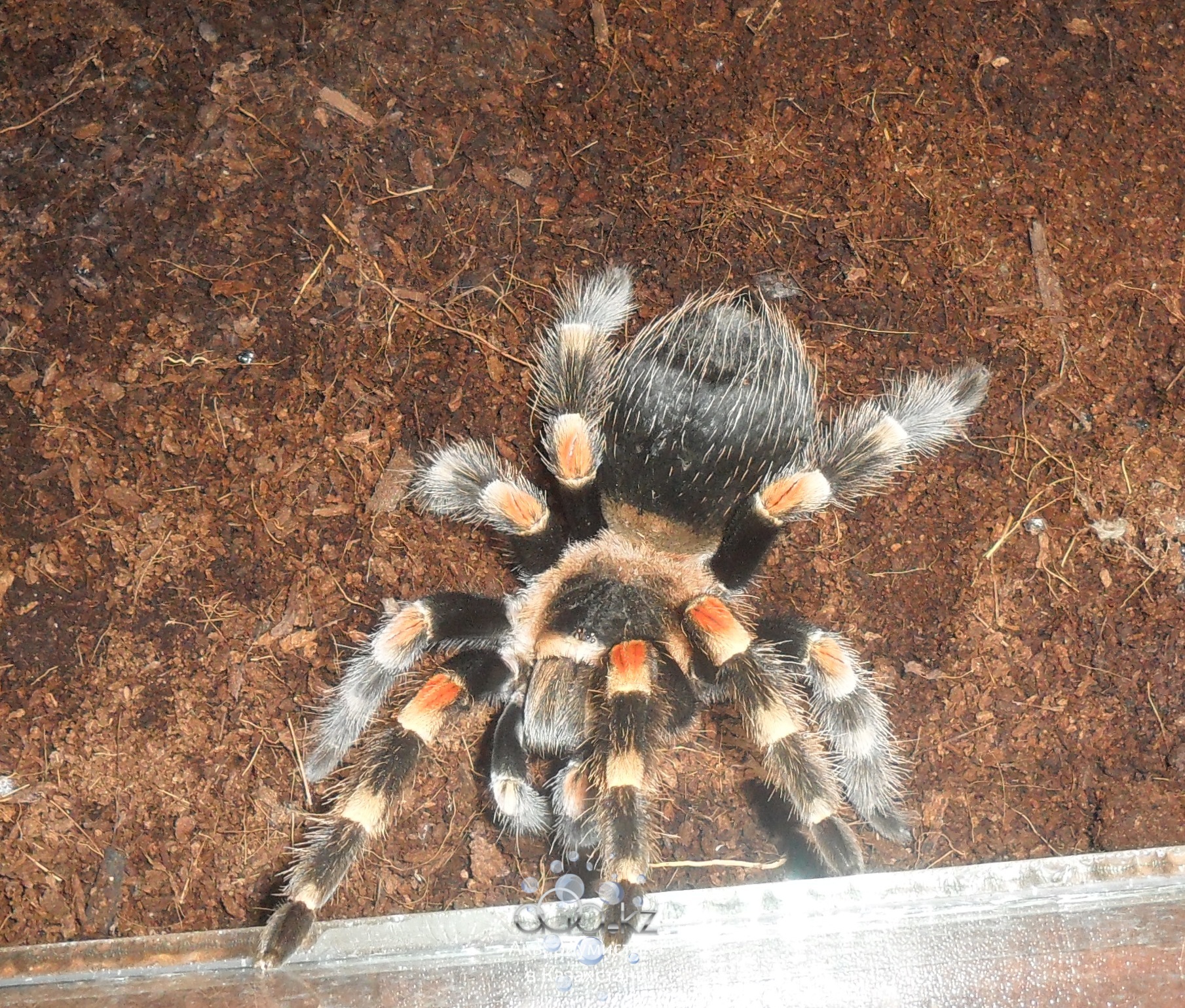 Brachypelma smithi