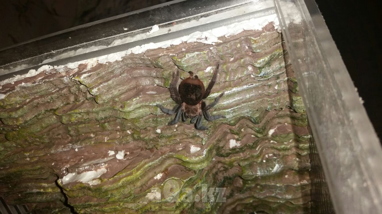 Brachypelma vagans