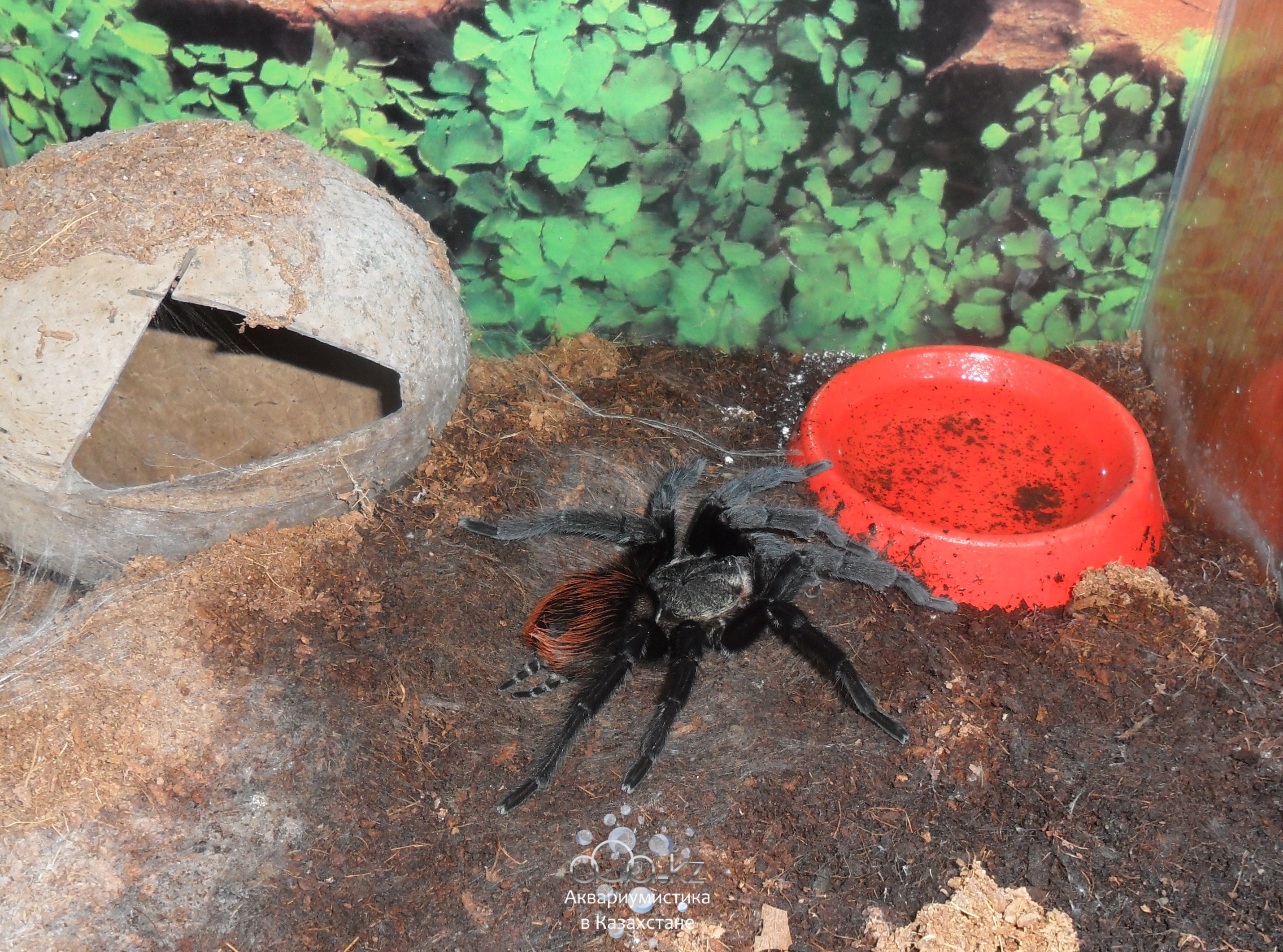 Brachypelma vagans