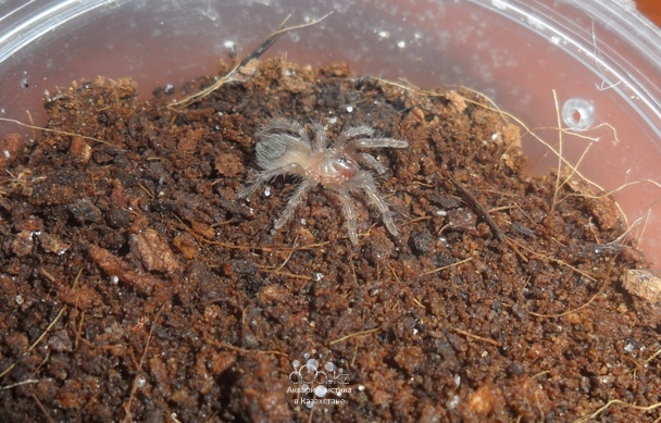 Brachypelma vagans