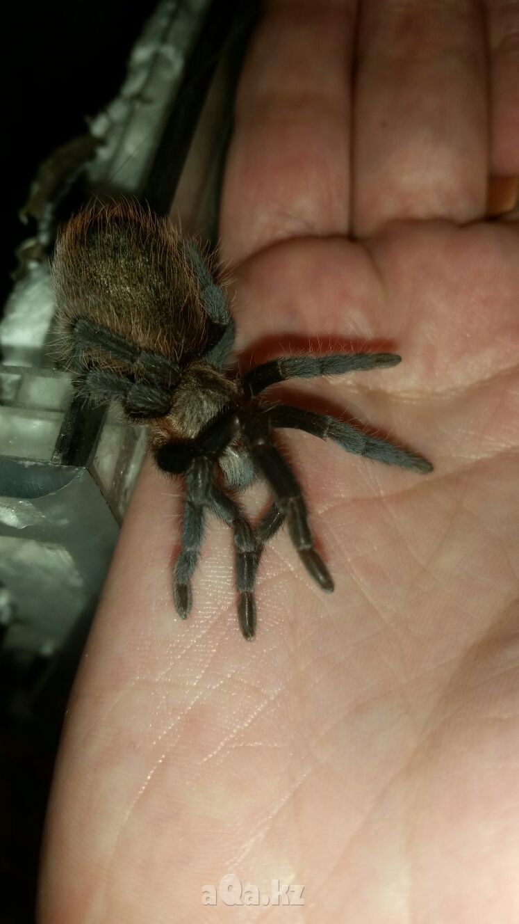 Brachypelma vagans1