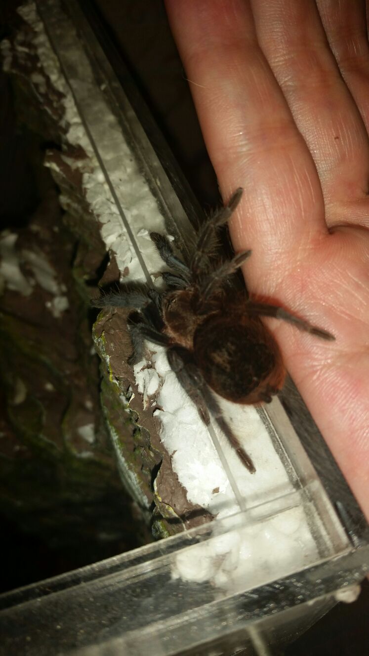 Brachypelma vagans2