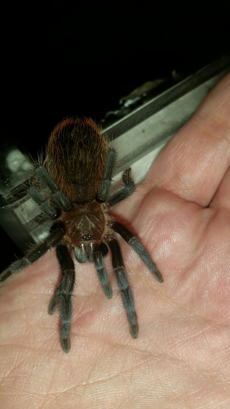 Brachypelma vagans3