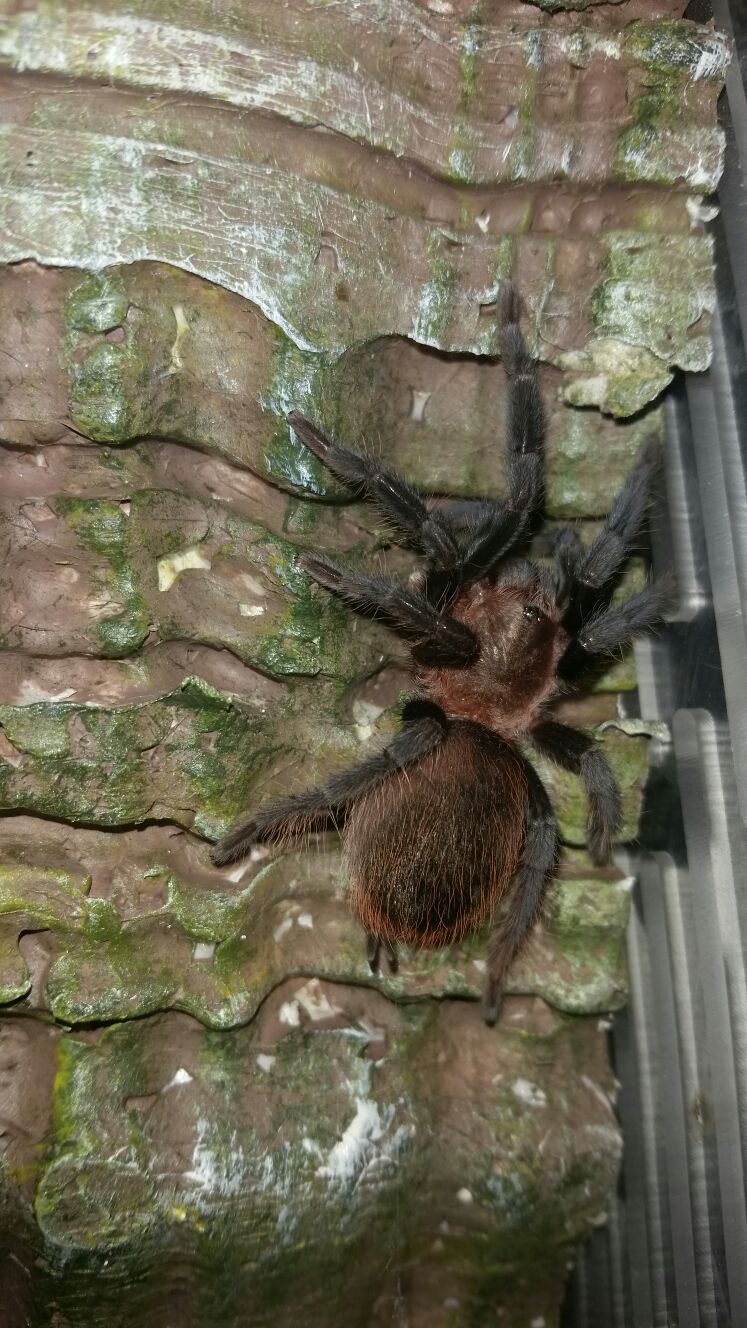 Brachypelma vagans4