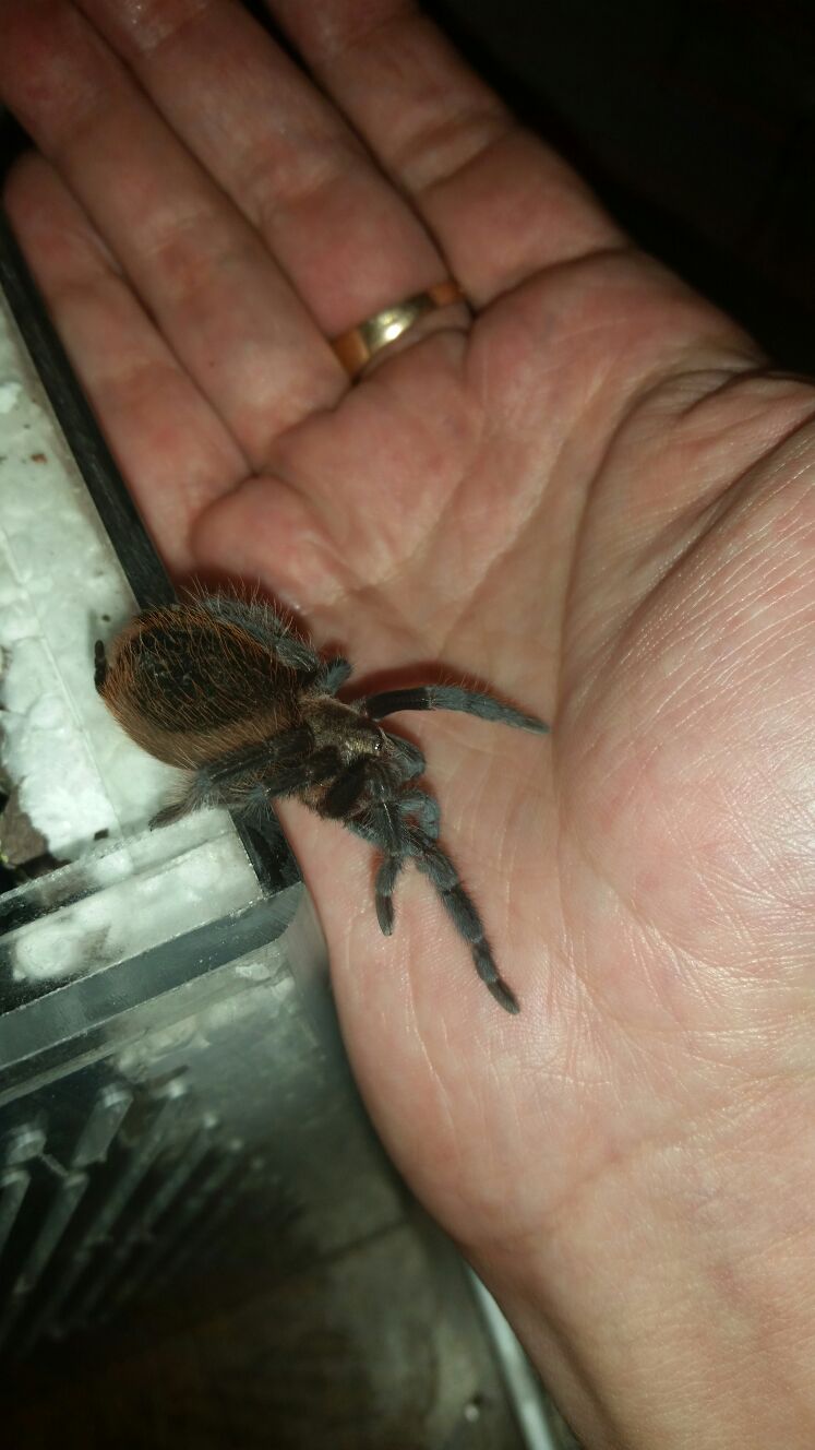 Brachypelma vagans5