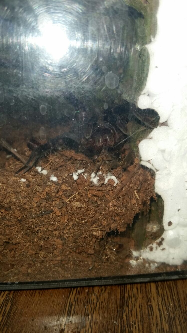 Brachypelma vagans7