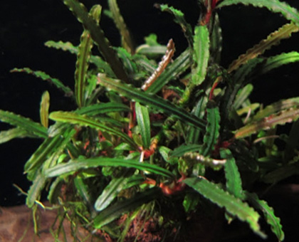 Bucephalandra sp. Fake Catherineae, Daerash Malawi