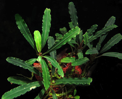 Bucephalandra sp. Tebakang