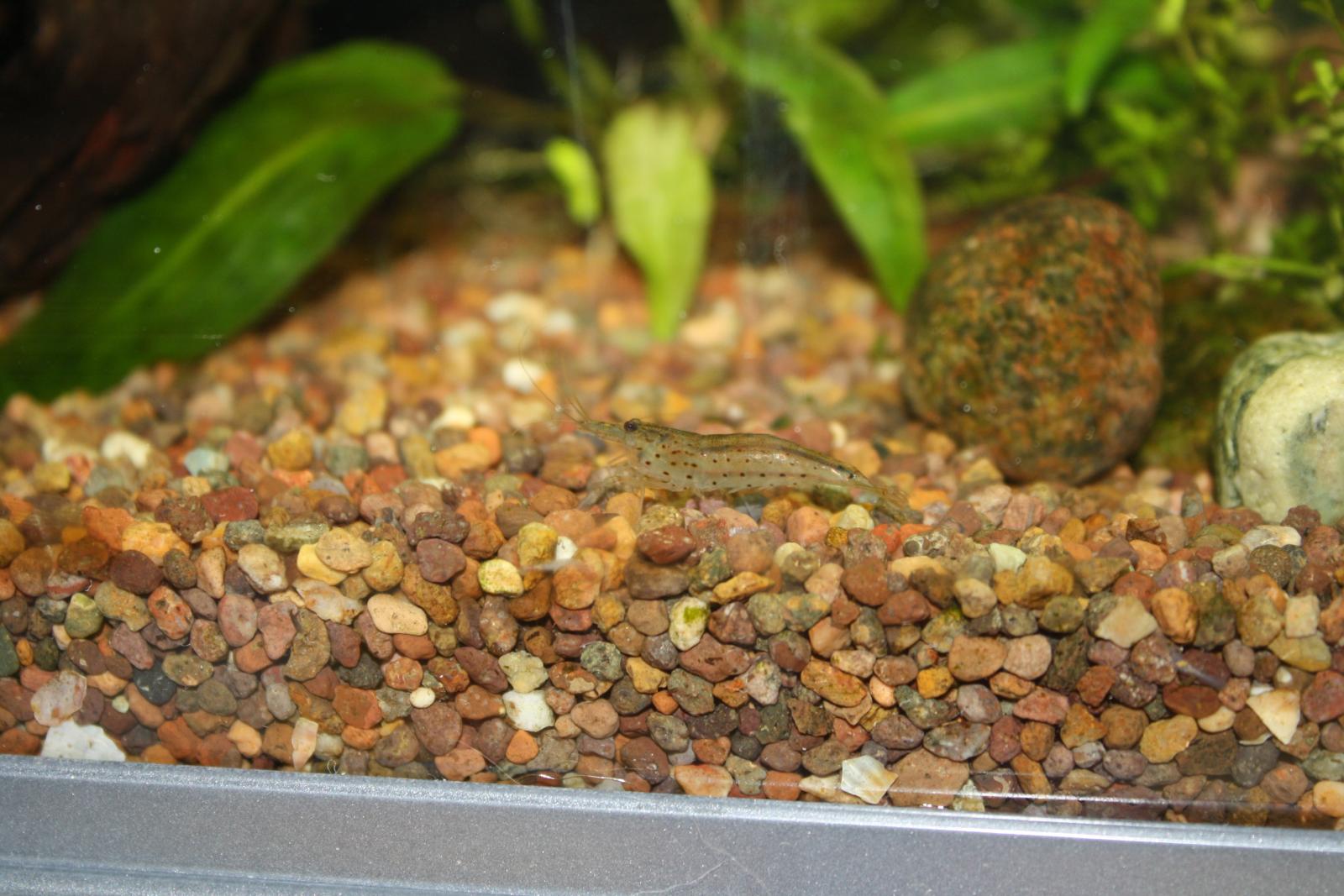 Caridina japonica (креветка Амано)